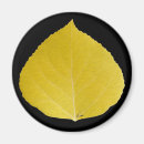 Recherche de tremble magnets Arbre