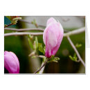 Recherche de bourgeons de magnolia Printemps