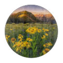 Recherche de butte dessous de verres Fleur sauvage