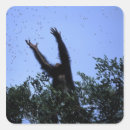 Search for mosher Chimpanzee