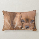Recherche de cavalier king charles coussins Animal