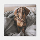 Search for dappled magnets Dog