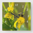 Search for bumblebee clocks Insect