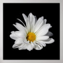 Search for black and white daisy posters Elegant
