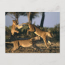 Recherche de chobe cartes postales Delta d'okavango