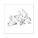 Search for botanical rubber stamps Hand drawn