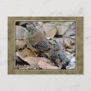 Search for baby birds postcards Wildlife