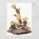 Search for sparrow postcards Birds of america