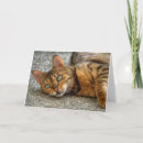 Search for bengal cat cards Kitty