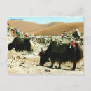 Recherche de yaks cartes postales Himalayen