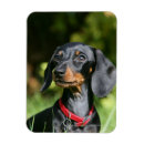 Search for short haired miniature dachshund magnets Puppy