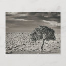 Recherche de pyramide photographie Nature