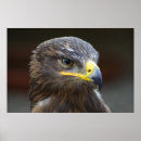 Search for eagle feathers posters Predator