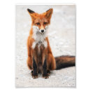 Search for red fox art Fauna