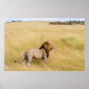 Search for lion brown posters Nature
