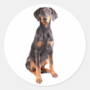Search for doberman pinscher stickers Canine
