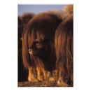 Search for muskox posters Alaska
