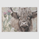 Recherche de highland cow Mignon