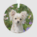 Search for chihuahua ornaments Animal
