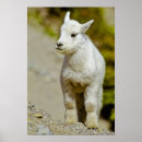 Recherche de chèvre de montagne posters Mignon