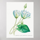 Recherche de redouté posters Illustration