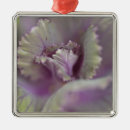 Search for cabbage ornaments Vegetable