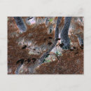 Search for pine needle postcards Forest floor