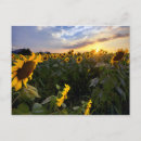 Recherche de champ des fleurs cartes postales Meadow