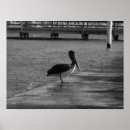 Recherche de pelican posters Noir