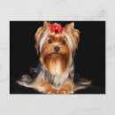 Search for yorkshire terrier postcards Animal