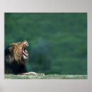 Recherche de panthera posters Animaux