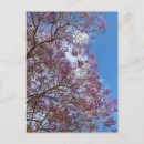 Recherche de jacaranda cartes postales Arbre