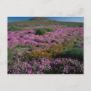 Search for orange blossoms postcards Foliage