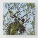 Search for bird nest clocks Wildlife