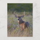Search for odocoileus postcards Buck