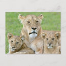 Recherche de deux lions cartes postales Mignon