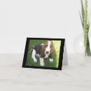 Recherche de chien de basset Blanc