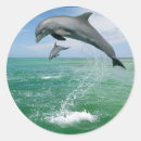 Search for jumping dolphin stickers Nature