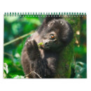 Search for gorilla calendars Ape