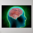 Recherche de lobes posters Système nerveux