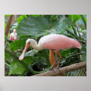 Recherche de oiseau rose posters Tropical