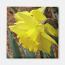 Search for springtime magnets Photography