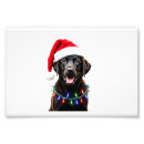 Search for christmas tree lights posters Weimaraner