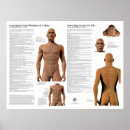 Search for meridian posters Acupressure