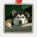 Search for alaskan malamute ornaments Animals