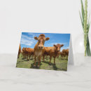 Recherche de bétail vœux cartes Herbe