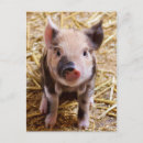 Search for baby pig postcards Farm animals