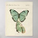 Search for wild butterfly posters Vintage
