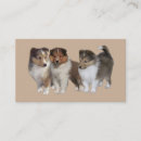 Recherche de sheltie Colley