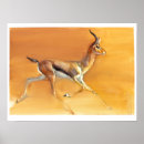 Search for gazelle posters Wild animal